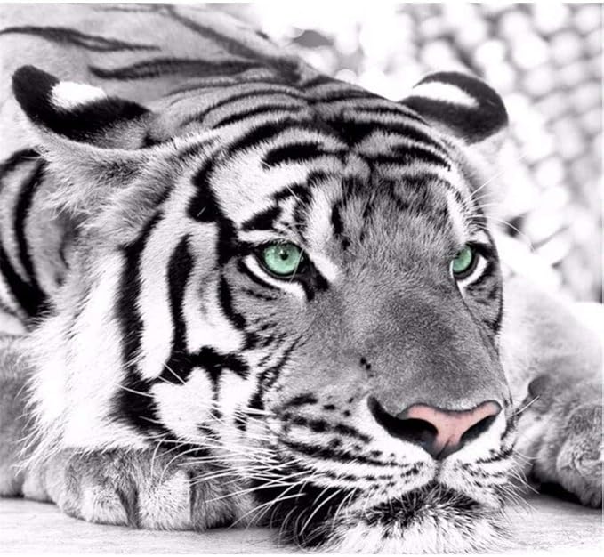 Papel Pintado de tigre blanco y negro