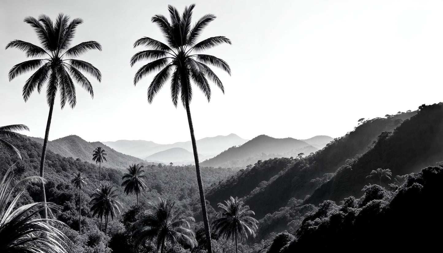 Papel Pintado De Palmera Negra
