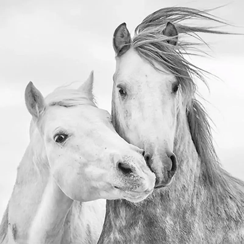 Papel Pintado de caballo 3d