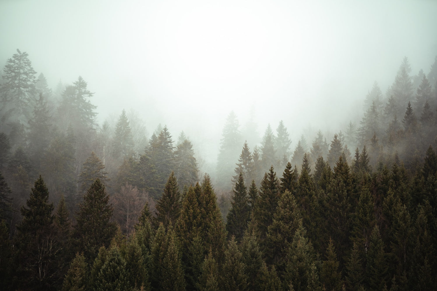 Fondo de pantalla de bosque de abetos