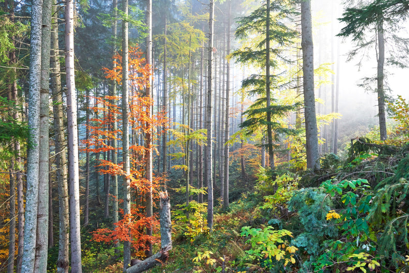 Papel pintado Póster Bosque