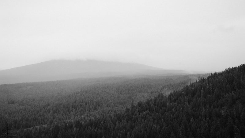 Papel pintado de bosque en blanco y negro