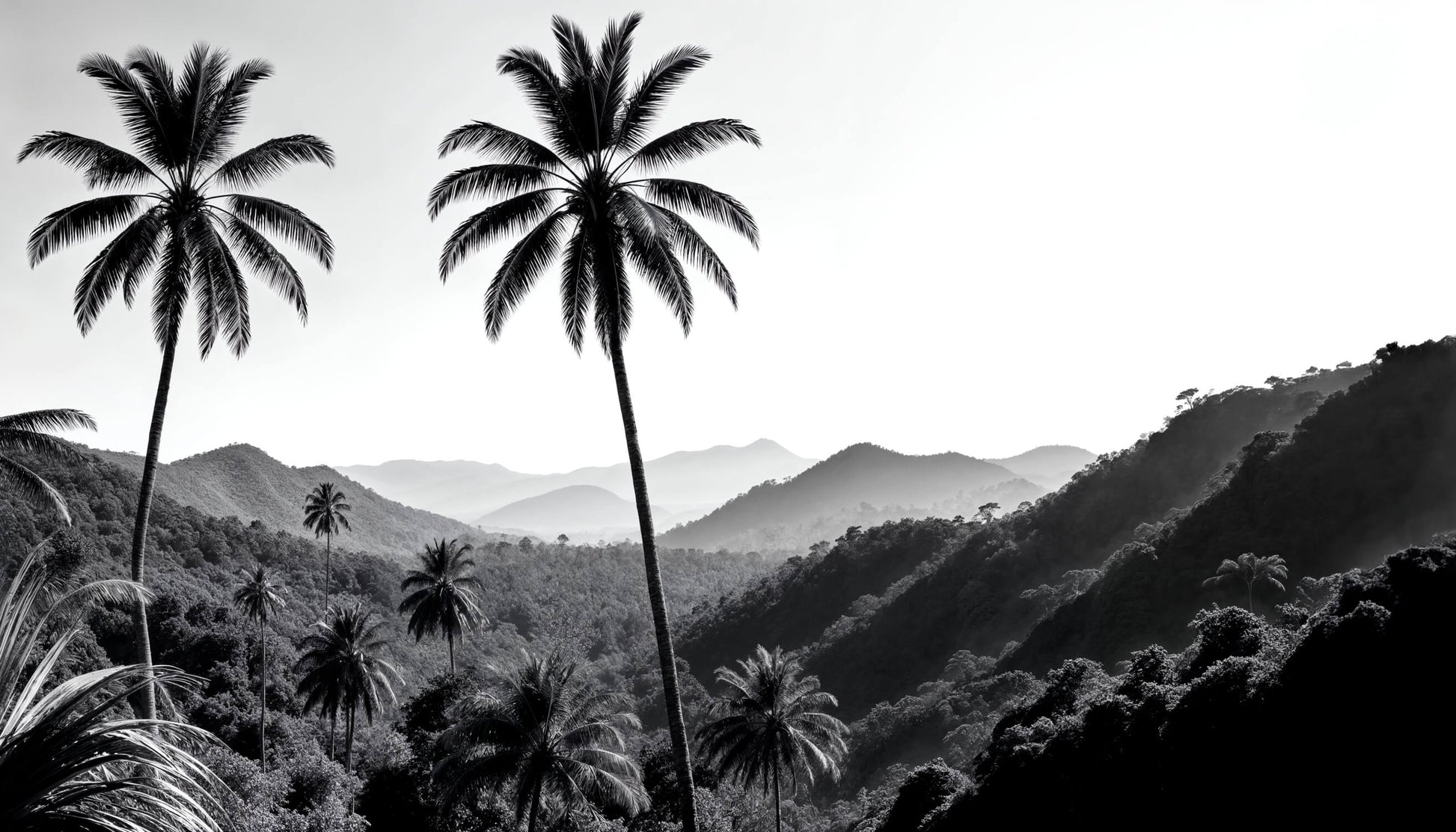 Papel Pintado De Palmera Negra