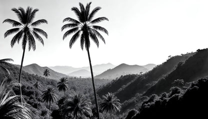 Papel Pintado De Palmera Negra