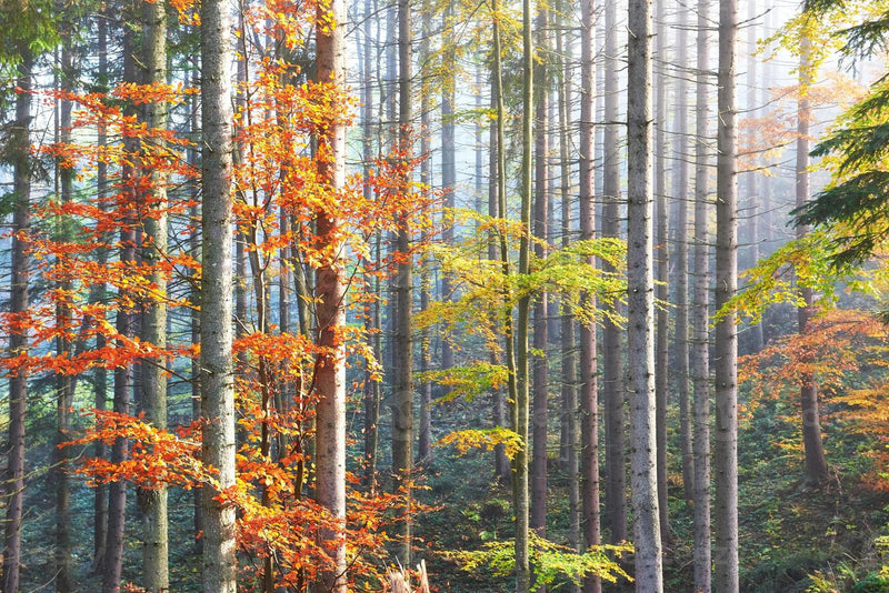 Fondo de pantalla de bosque 3D