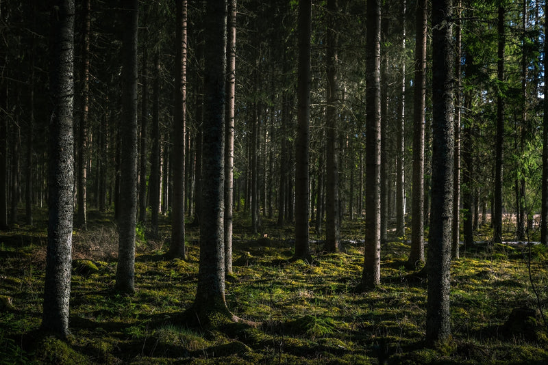 Papel pintado del bosque