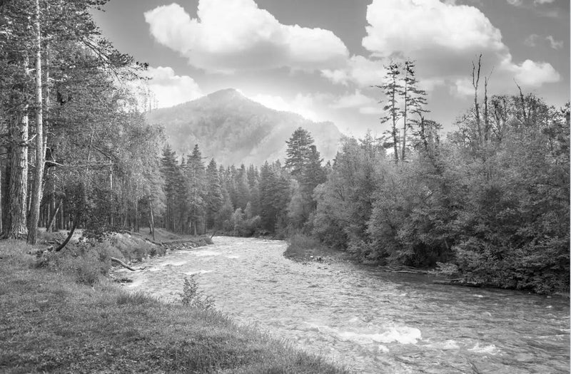 Papel pintado panorámico de bosque en blanco y negro