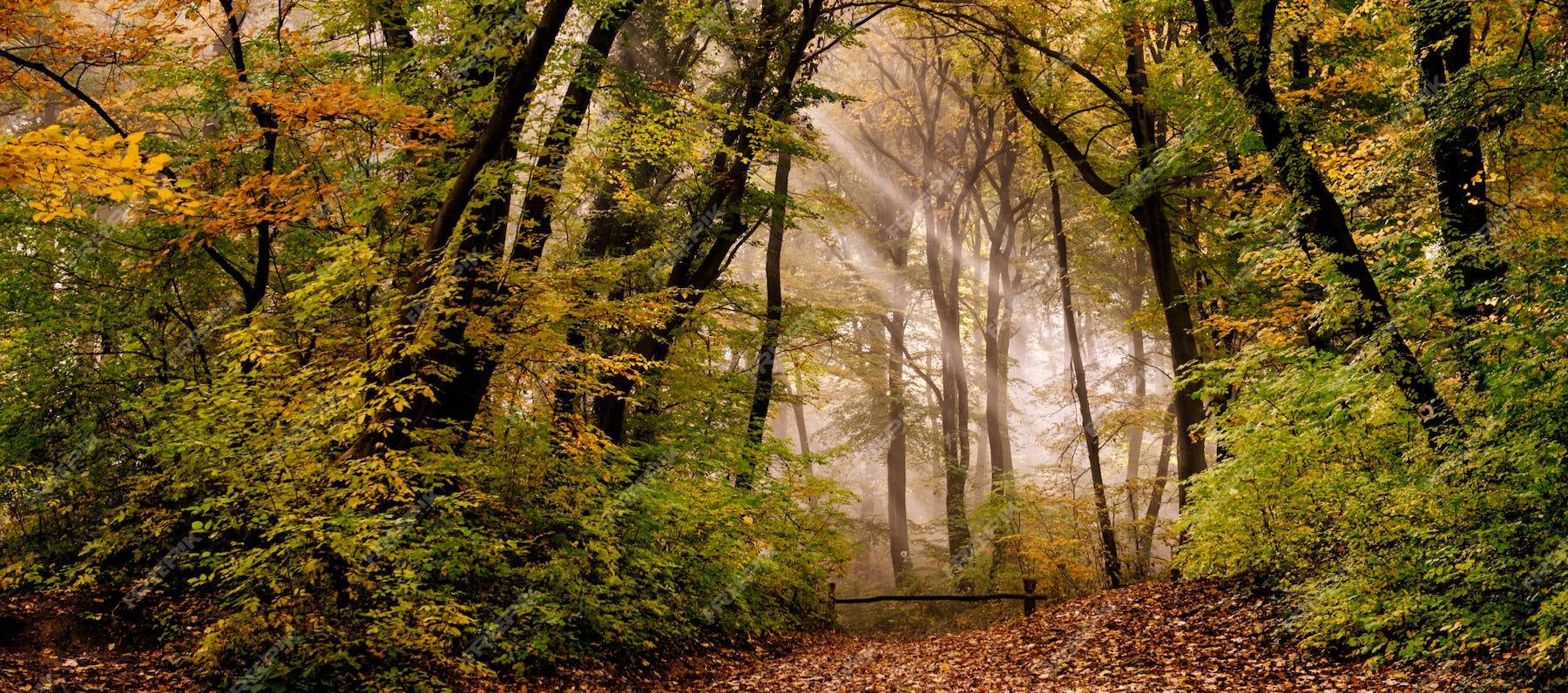 Fotomural Bosque