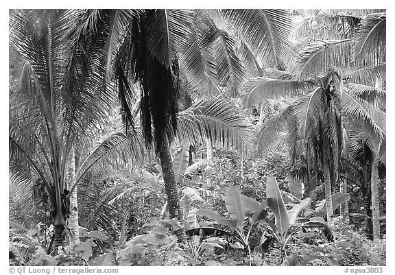 Papel Pintado Panorámico De Selva En Blanco Y Negro