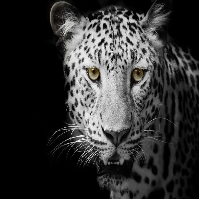 Fondo De Pantalla De Leopardo Blanco Negro - Second Image