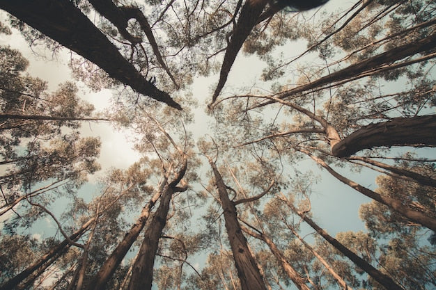 Fondo De Pantalla De Árboles Del Bosque